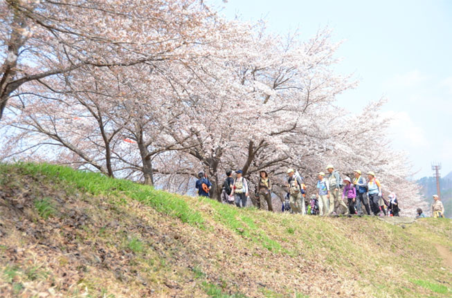 sakura